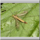 Tipula sp - Schnake w17a.jpg